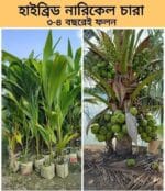 সুপারি প্যাকেজ