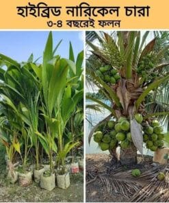 সুপারি প্যাকেজ
