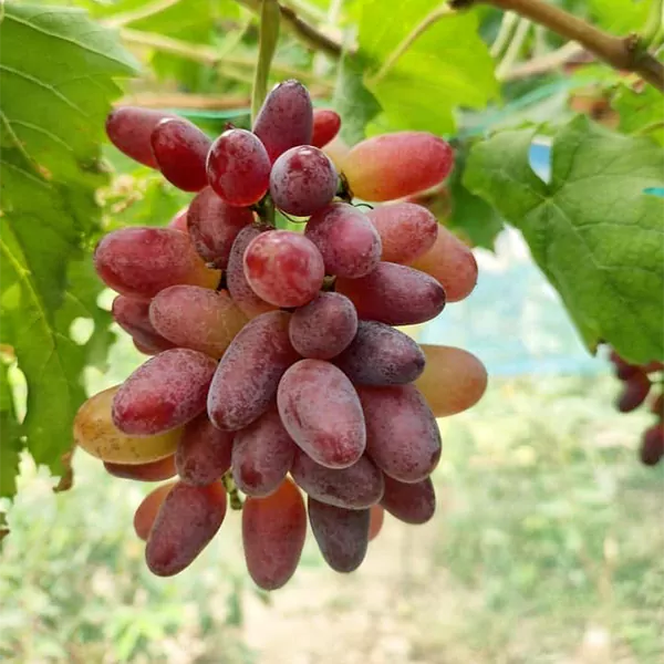 Sell_Grape_Baikonur_04