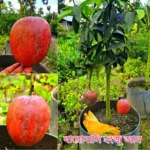 ৭ টি প্রিমিয়াম ফল গাছের প্যাকেজ