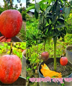 ৭ টি প্রিমিয়াম ফল গাছের প্যাকেজ