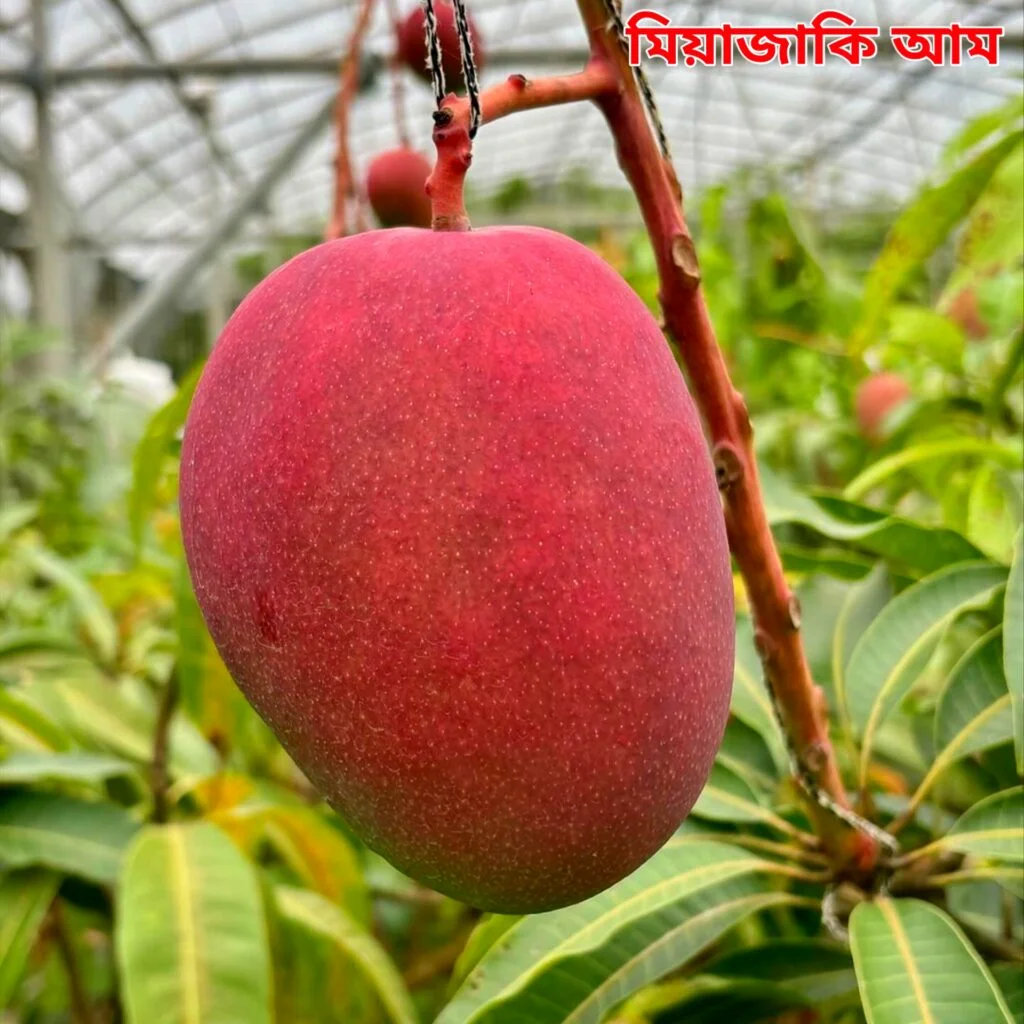 3. থাই ব্যানানা আম