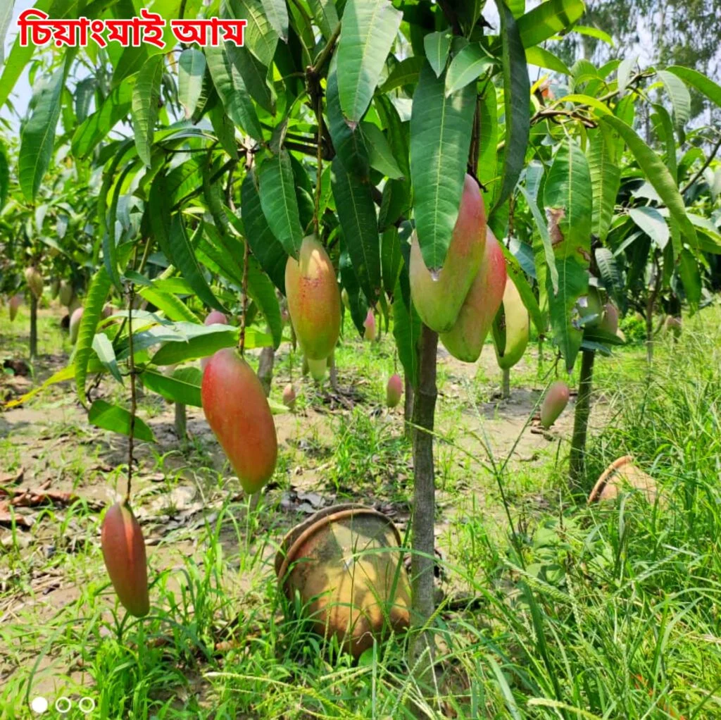 01. জাপানের মিয়াজাকি আম (সবচেয়ে দামি আম এটিই) উচ্চতাঃ চারার উচ্চতা ৪-৬ ফিট  চারা রোপনের ৩ থেকে ৬ মাসের মধ্যেই ফল আসবে।