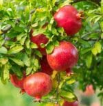 ৫  টি প্রিমিয়াম ফল গাছের প্যাকেজ (