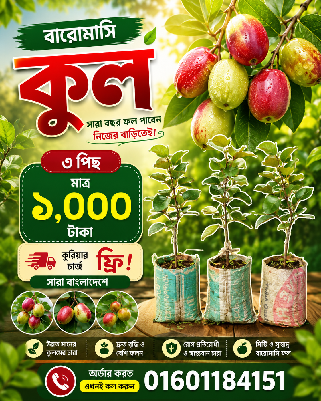 রাজ কুল বরই প্যাকেজ